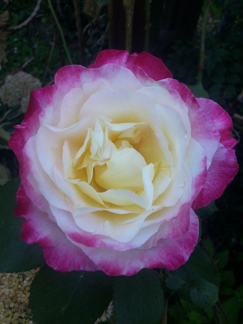  photo 20140912_172226_zpsm0htb9y2.jpg